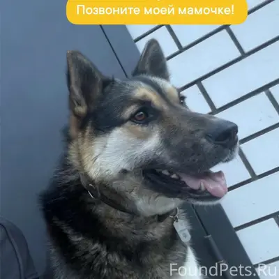 Пропал кобель по кличке Туман, Нижний Новгород