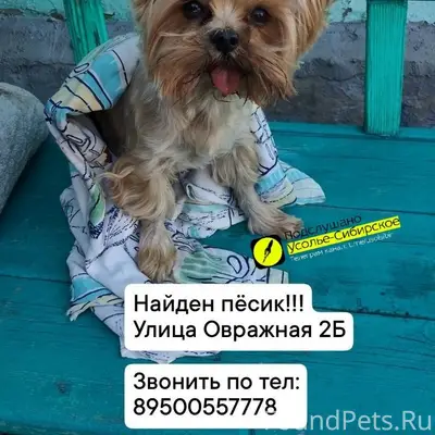 Найден тип собака, ул. Овражная 2 Б