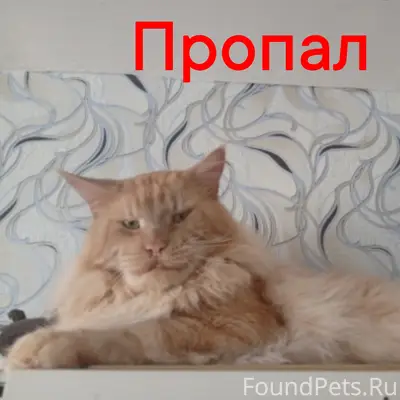 Пропал мейн-кун, ул. Пролетарская 48