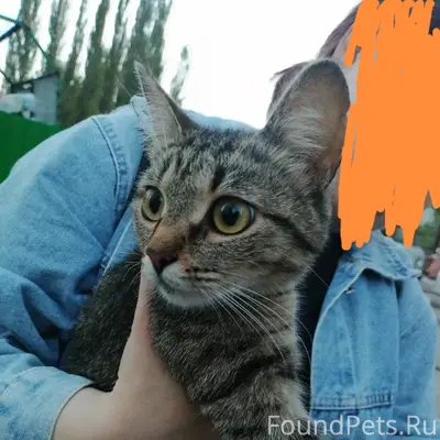 Найдена кошка, остановка Суханова