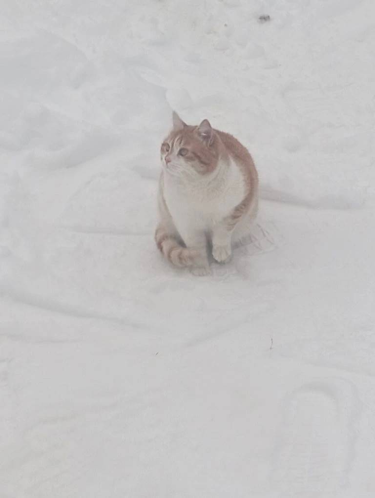 Пропал кот, д. Волково