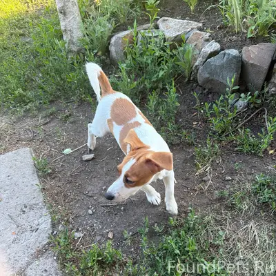 Найден джек-рассел-терьер, девочка, улица Линейная