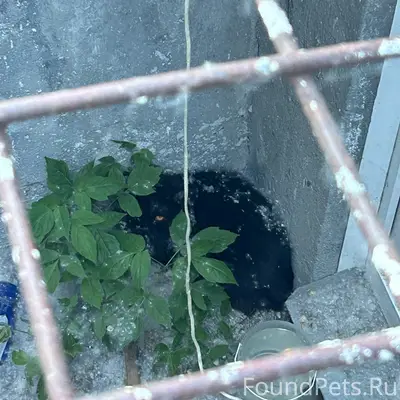Найден кот, ул. Станиславского