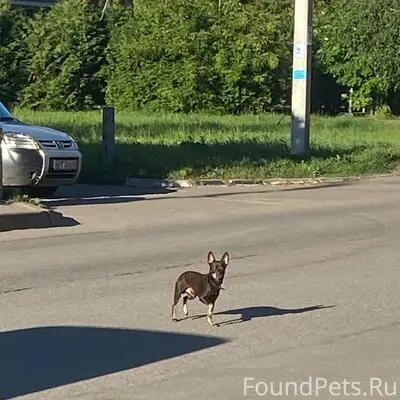 Пропала породистая собака, район парковой