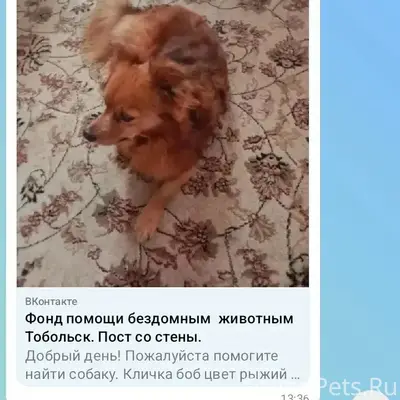 Пропал Боб, мелкой породы, подгорная часть города