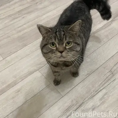 Пропал кот, район Пацаева