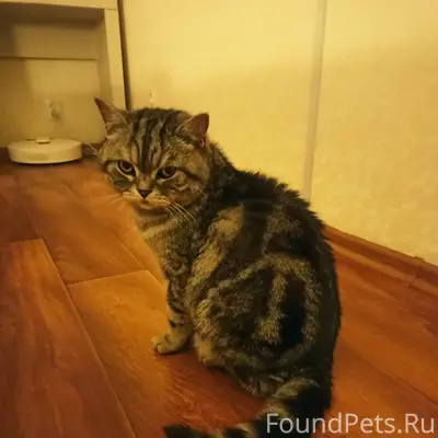 Найден кот, около 3 лет, кастрирован