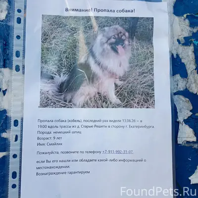Пропала собака немецкий шпиц, серый окрас, Екатеринбург