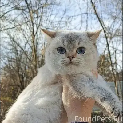 Пропал кот, район Дзержинского