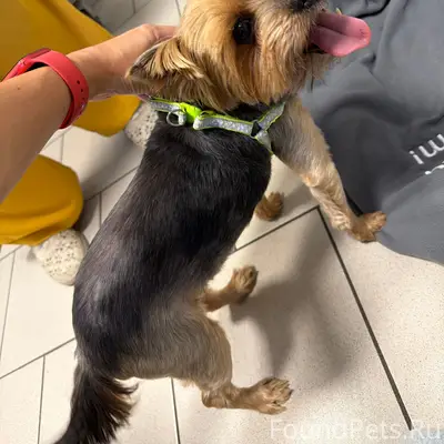 Найден тип собака, 1-я Кательная 69