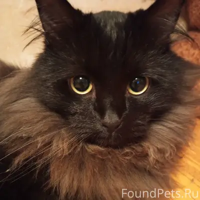 Пропал чёрный кот, Ярцево