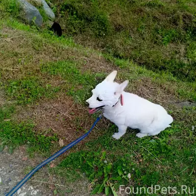 Пропала собака, ул. Энергетиков