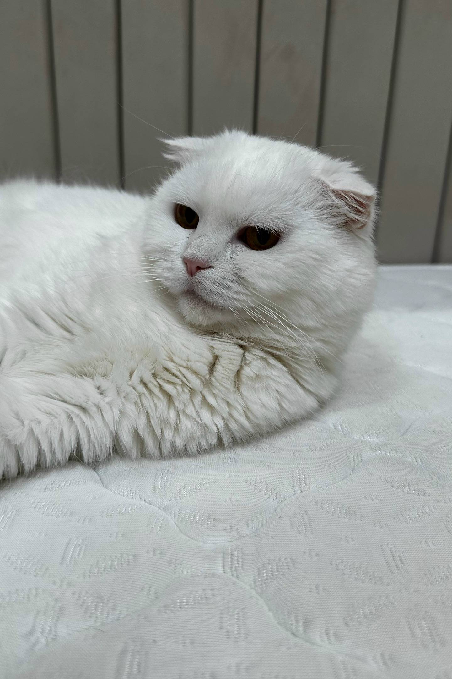 Найдена кошка, Бор