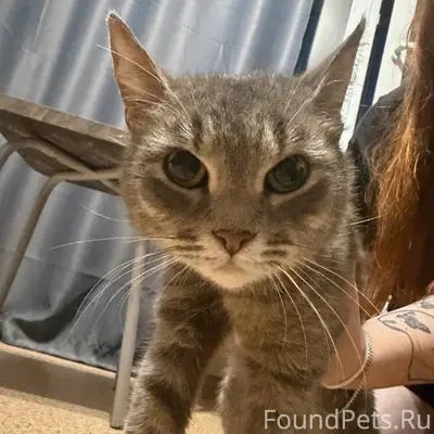 Найдена кошка, ЖК Спутник, Нижний Новгород