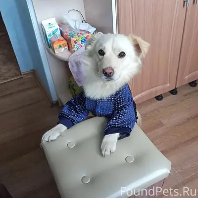 Пропал пёс, свяжитесь по номеру 89062807525
