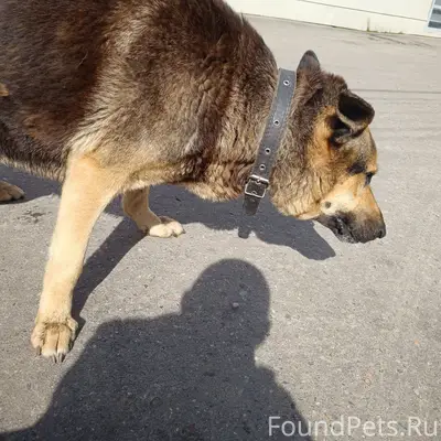 Пропал пёс Стикс