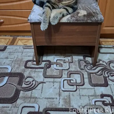 Пропал кот Симба, ул. Колхозная - Вал-Новая