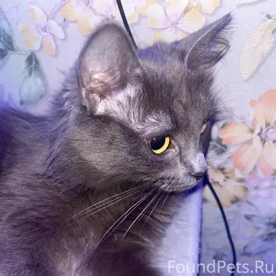 Пропала кошка Ночка, Воровского 74
