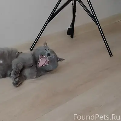 Пропал кот Космонавт