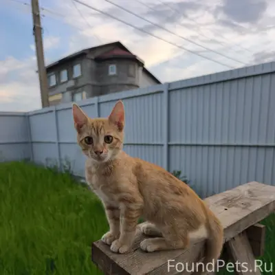 Пропал котёнок, Очистные, улица Апельсиновая