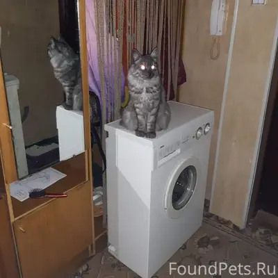 Пропал кот Пушок