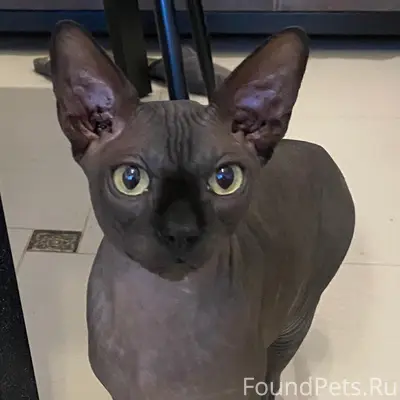 Найден кот, район 17 Нового