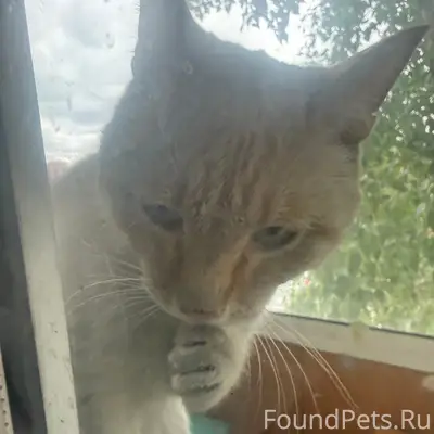 Найден крупный кот или кошка, центр