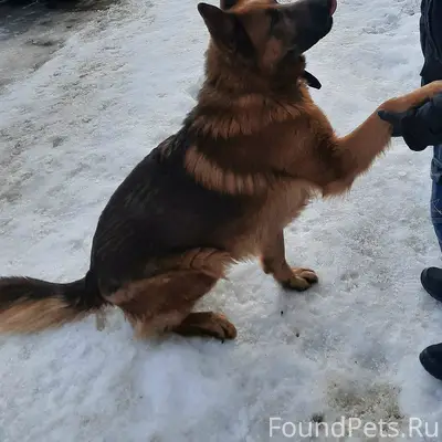 Пропал Крепыш, немецкая овчарка, Новая Мельница