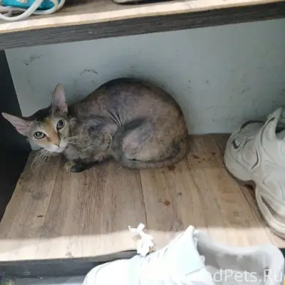 Найдена кошка, К. Маркса 69