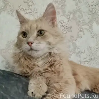 Пропал кот, нет одного клыка, ул. Бульвар Победы