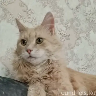 Пропал кот, нет одного клыка, ул. Бульвар Победы