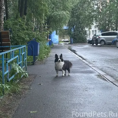 Пропала собака, Пронина 10