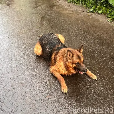 Найден хромой пёс, Логинова 8