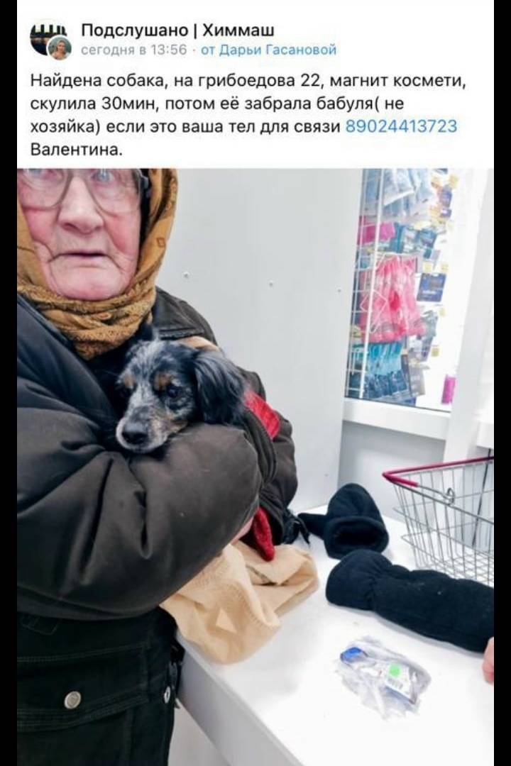 Пропала маленькая худенькая собака, Химмаш