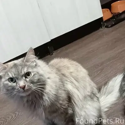 Пропала кошка Рыжая