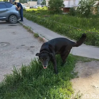 Пропал крупный чёрный кобель, ошейник с шипами
