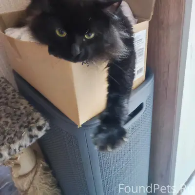 Пропал чёрный кот Космос, Академика Бараева
