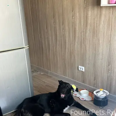 Найдена собака 
