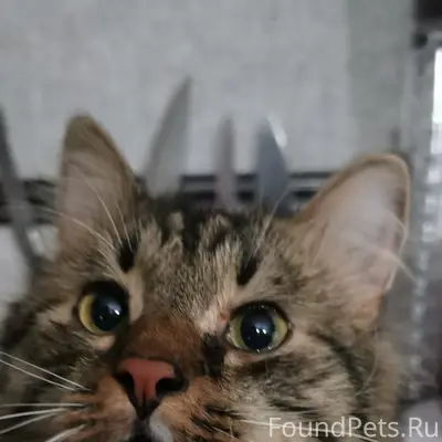 Пропал ,,Кот,,