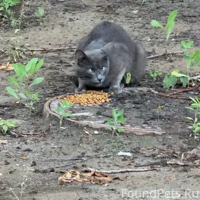 Найден кот с косоглазием, Нижегородский район