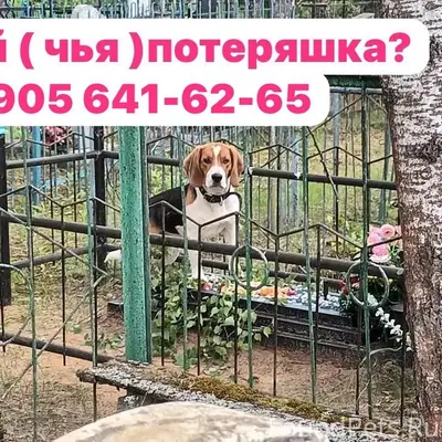 Пропала собака, метис бигля/гончей, Калужская обл.