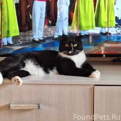 Пропала кошка!