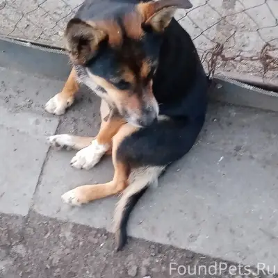 Найден пёс, Новостройка