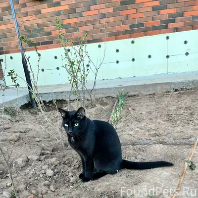 Пропал чёрный кот Маврик, Елабуга