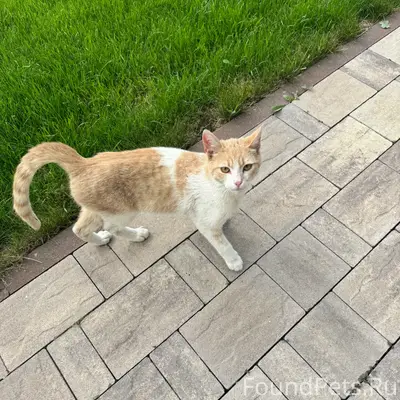 Найден кот, Полевая