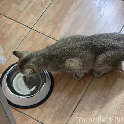 Найдена кошка, Невский район
