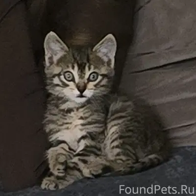 Пропал котенок 