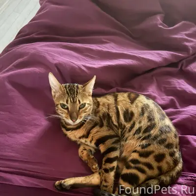 Пропала бенгальская кошка Сима, Некрасова
