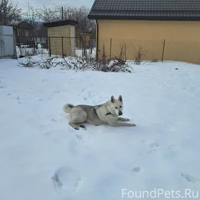 Пропала собака Альма, Новоусманский район