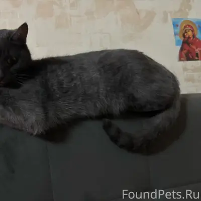Пропал кот Морячок.